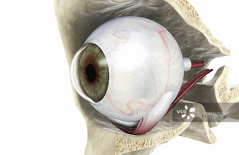 头骨中暴露的右眼球的侧面、前倾视角图片素材