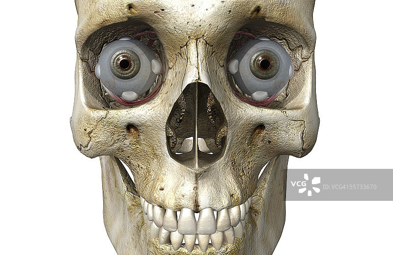 包含双眼球的人类头骨正面图图片素材