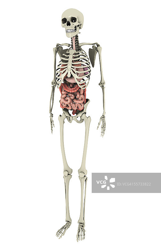 这张图片描绘了骨骼系统内的消化系统图片素材
