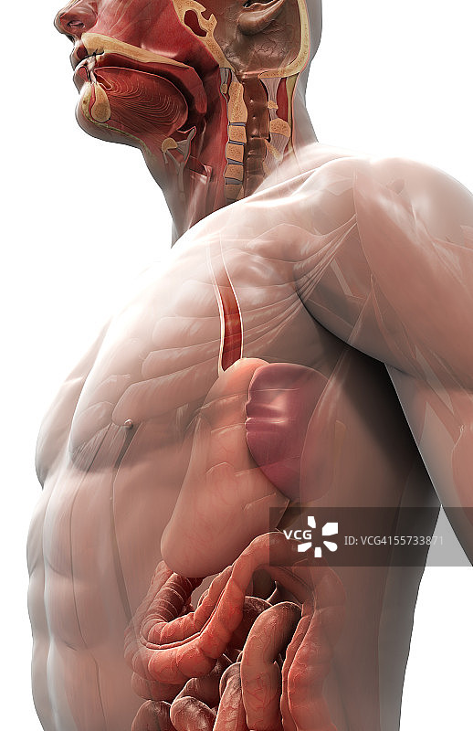 人体内的胃、胃肠系统和头部剖面图片素材