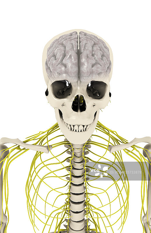 骨骼上躯内的中枢神经系统前视角度图图片素材