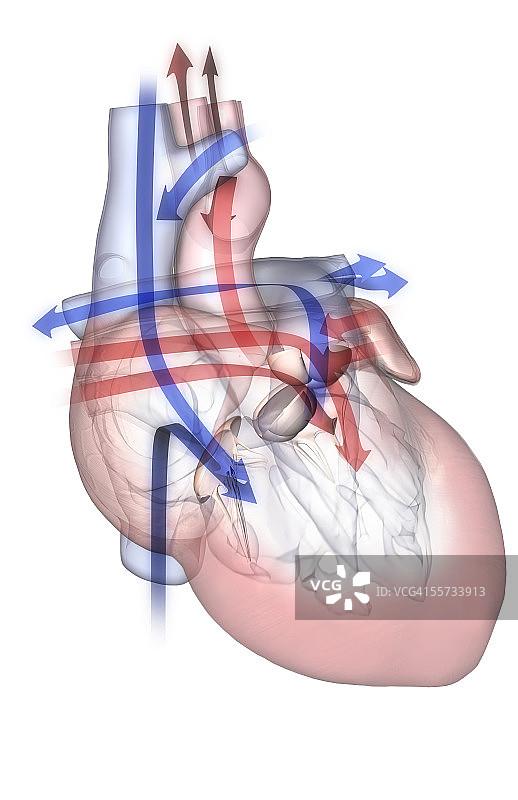 心脏血流前视图图片素材