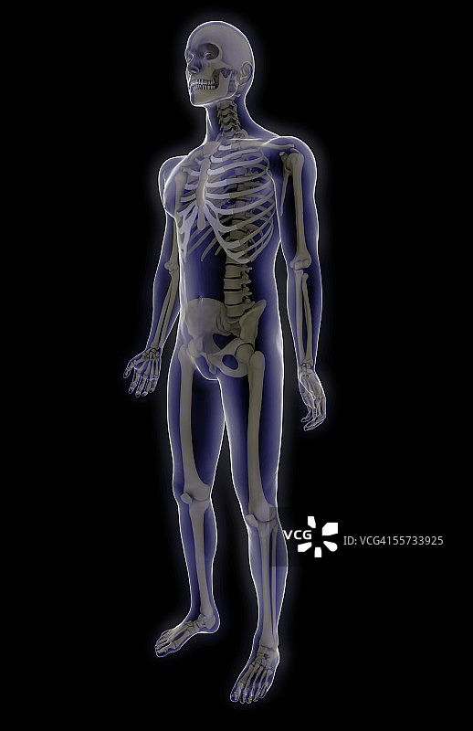 X光人体内的人体骨骼左侧前视图图片素材