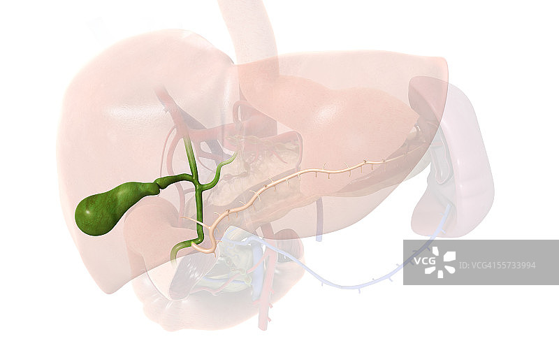 胆道系统图：显示胆囊和胰管图片素材
