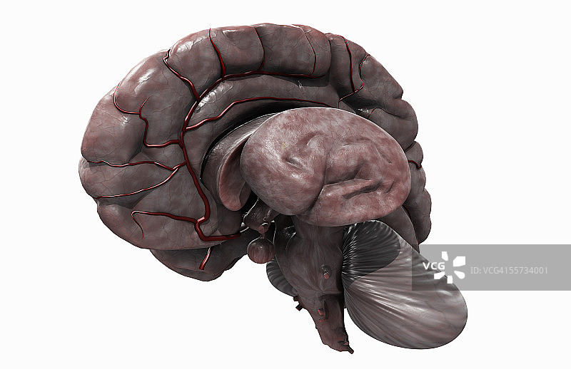 移除左半球的大脑斜视角度图片素材