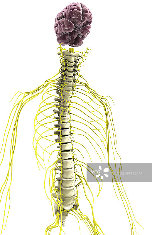 脊柱、大脑和中枢神经系统图片素材