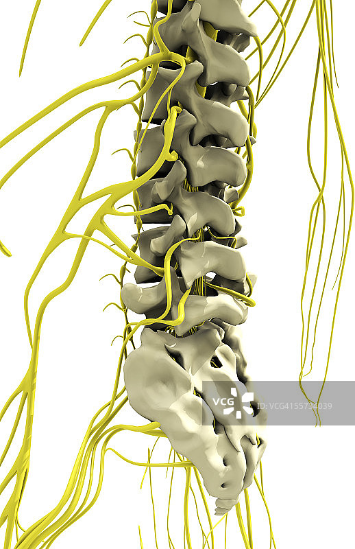 这张图片描绘了腰椎下部和中枢神经系统的细节图片素材