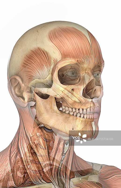 男性头颈部骨骼结构（右前侧视角）图片素材