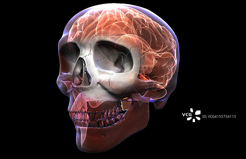 四分之三X光头骨与大脑内部解剖结构叠加图图片素材