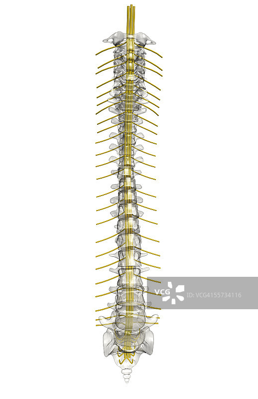 脊柱神经结构正面图图片素材