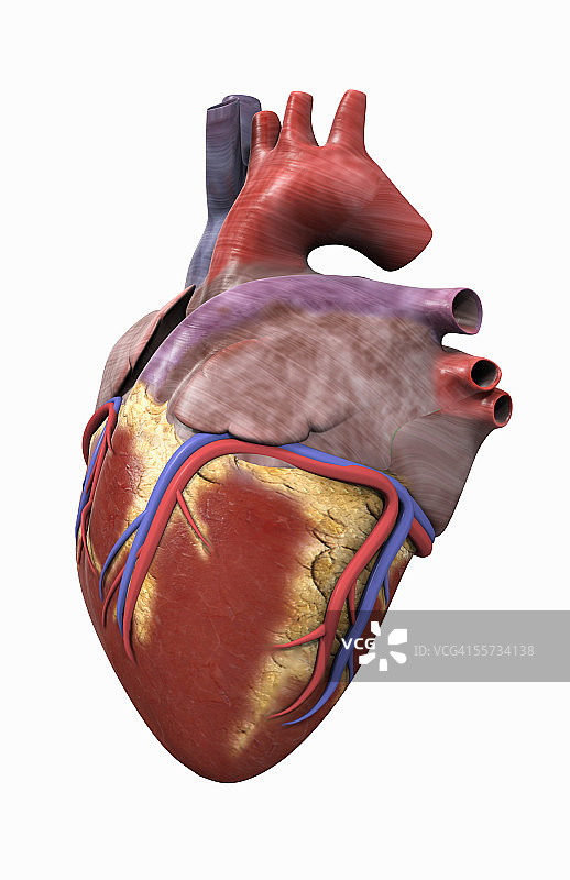 心脏左侧面图图片素材