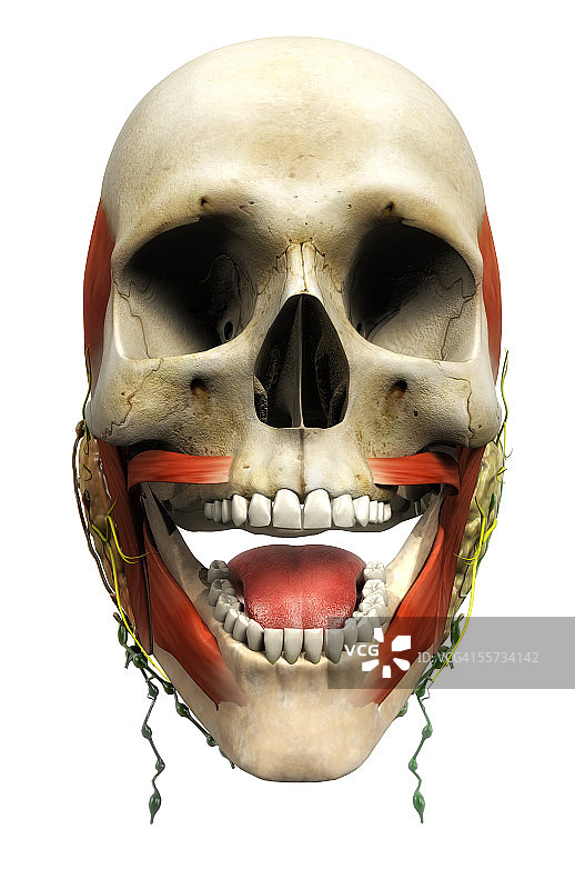 男性头骨、唾液腺和舌头的正面图图片素材