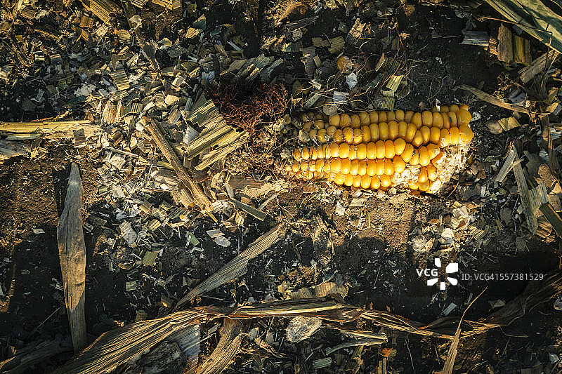 德国希尔德斯海姆玉米棒丰收场景图片素材