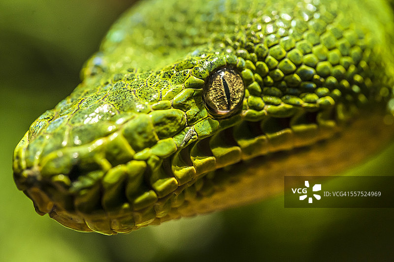 绿树蟒图片素材