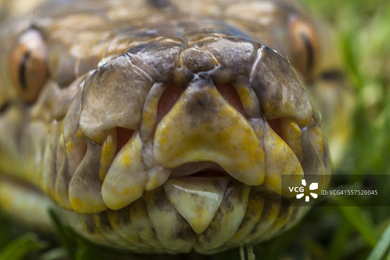 花岗岩缅甸蟒图片素材