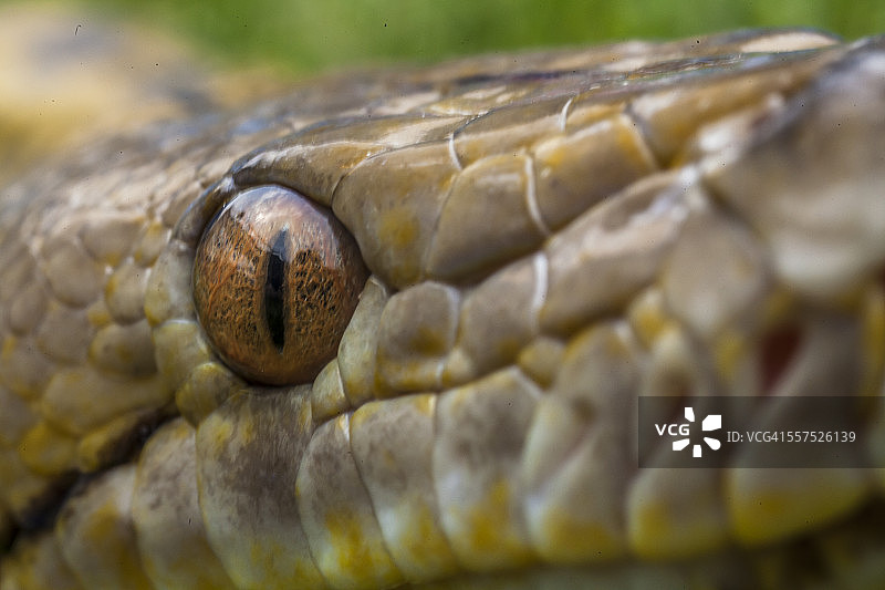 花岗岩缅甸蟒图片素材