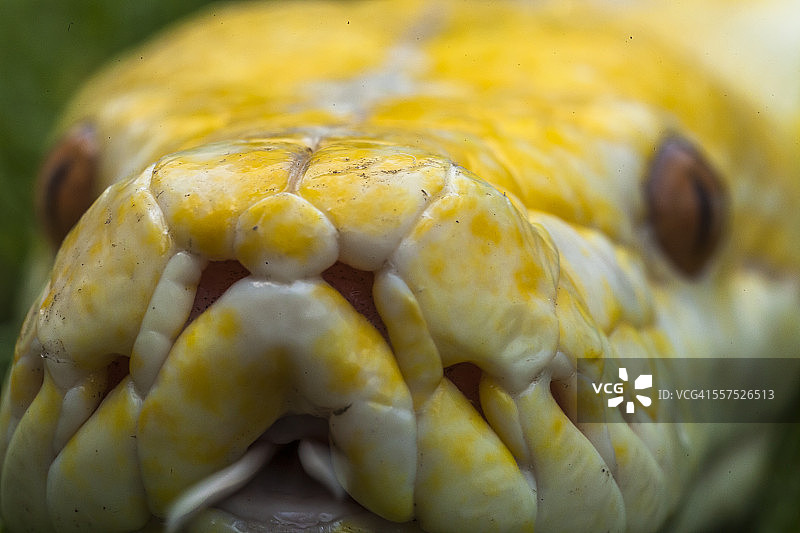 患有白化病的缅甸蟒图片素材