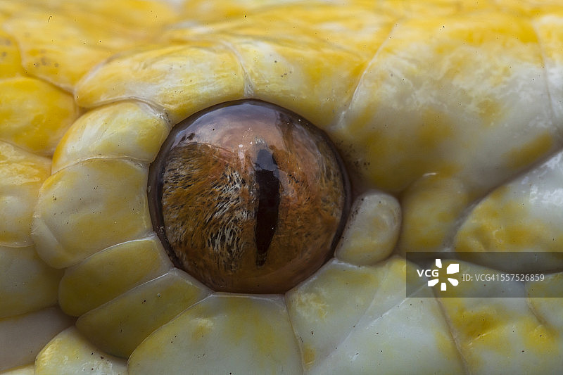 患有白化病的缅甸蟒图片素材