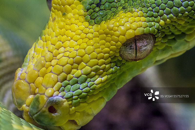 绿树蟒图片素材