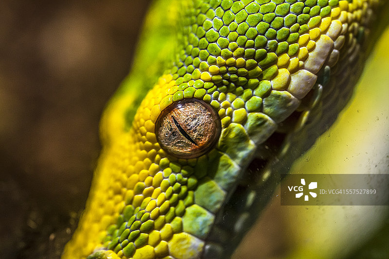 绿树蟒图片素材