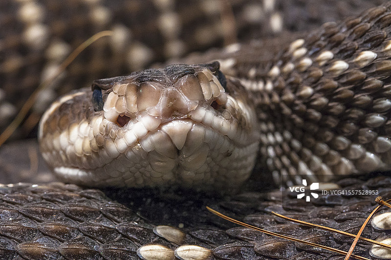 墨西哥西海岸响尾蛇图片素材