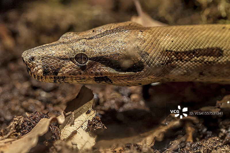 boa constrictor蛇图片素材