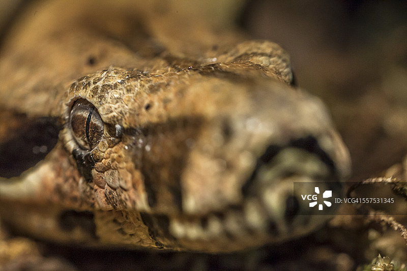 boa constrictor蛇图片素材