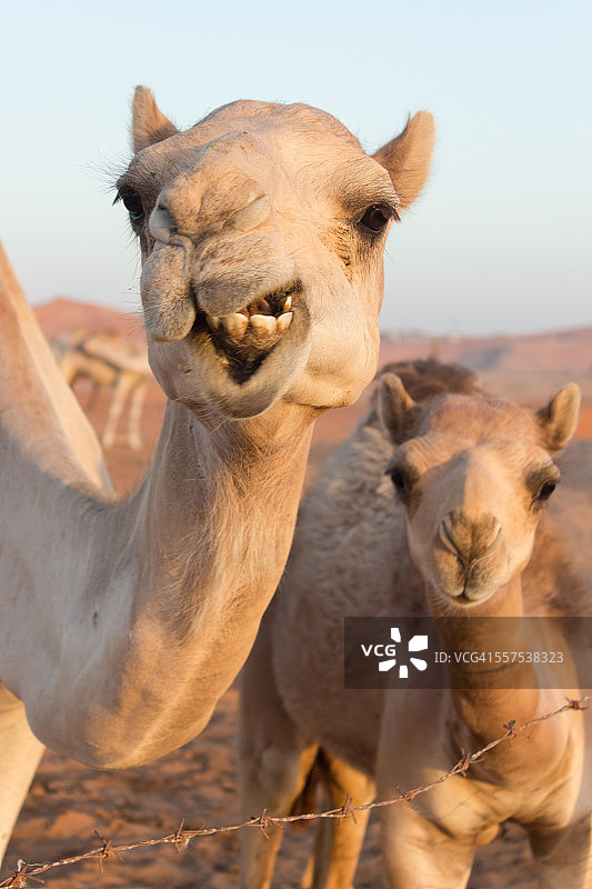 骆驼和它的幼崽图片素材