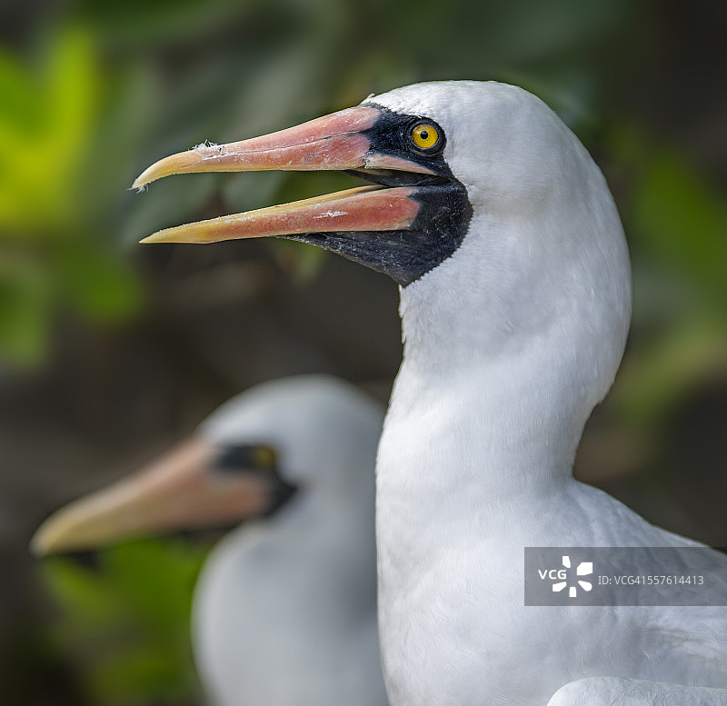 纳斯卡鲣鸟图片素材