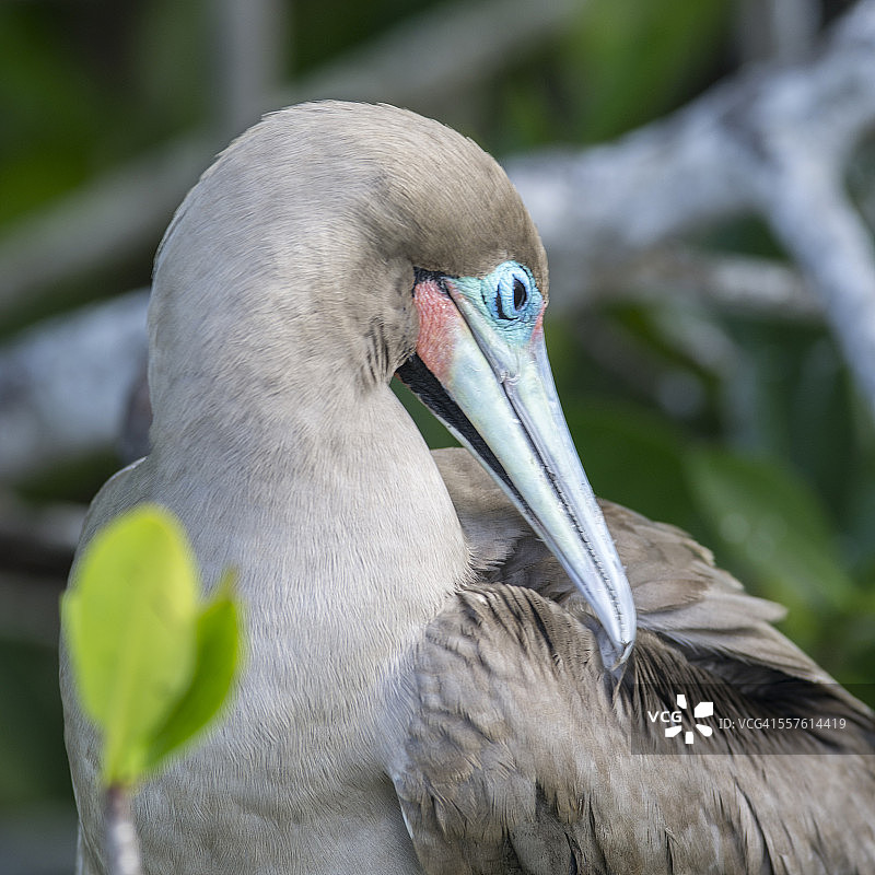 红脚鲣鸟图片素材