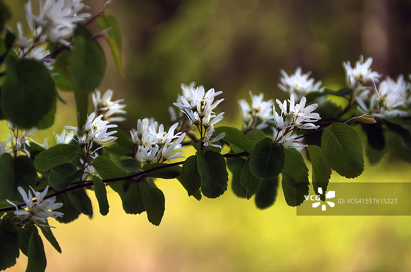 缎木树开花的树枝图片素材