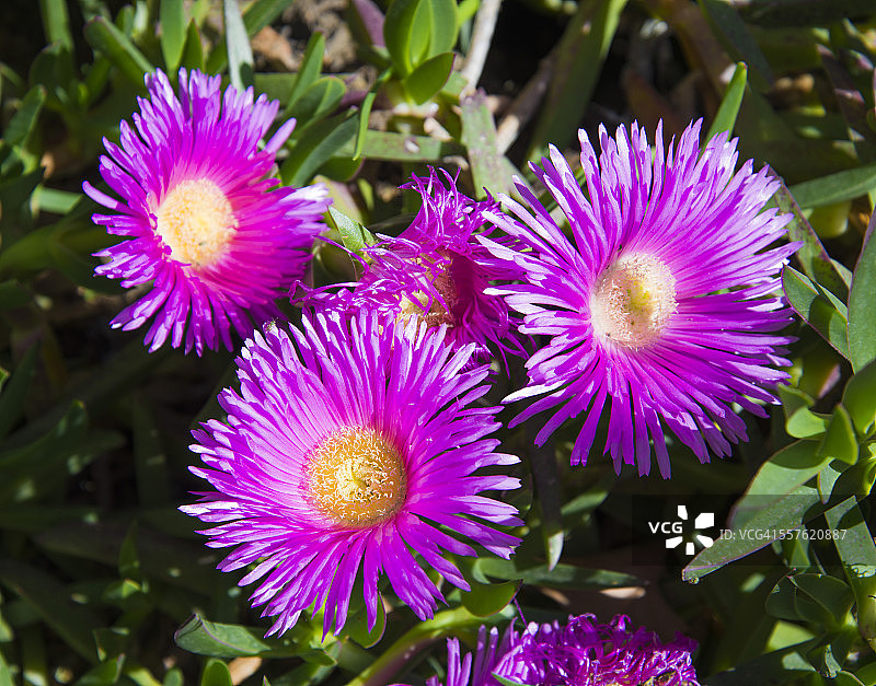 冰叶日中花图片素材
