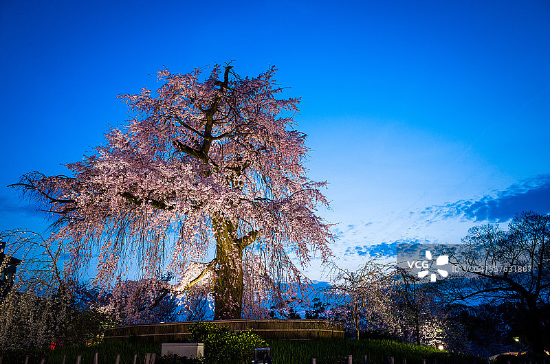黄昏时分的大型垂枝樱花树图片素材