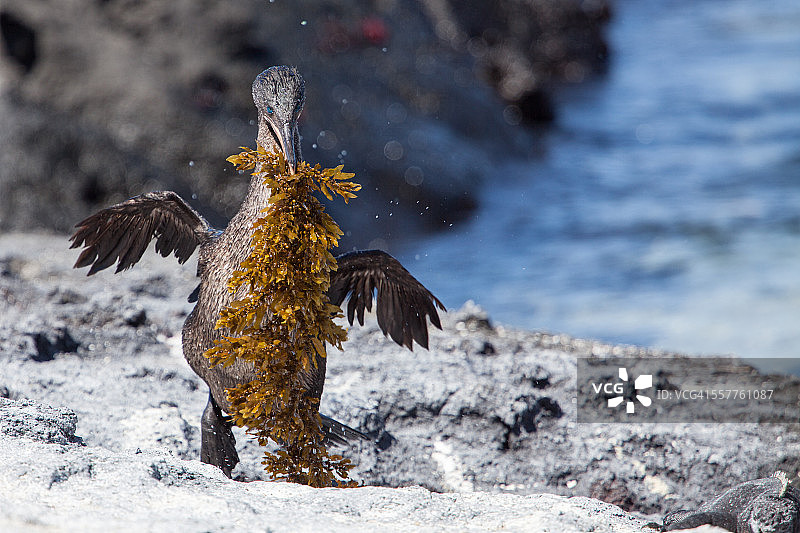 携带海带筑巢的不会飞的鸬鹚图片素材