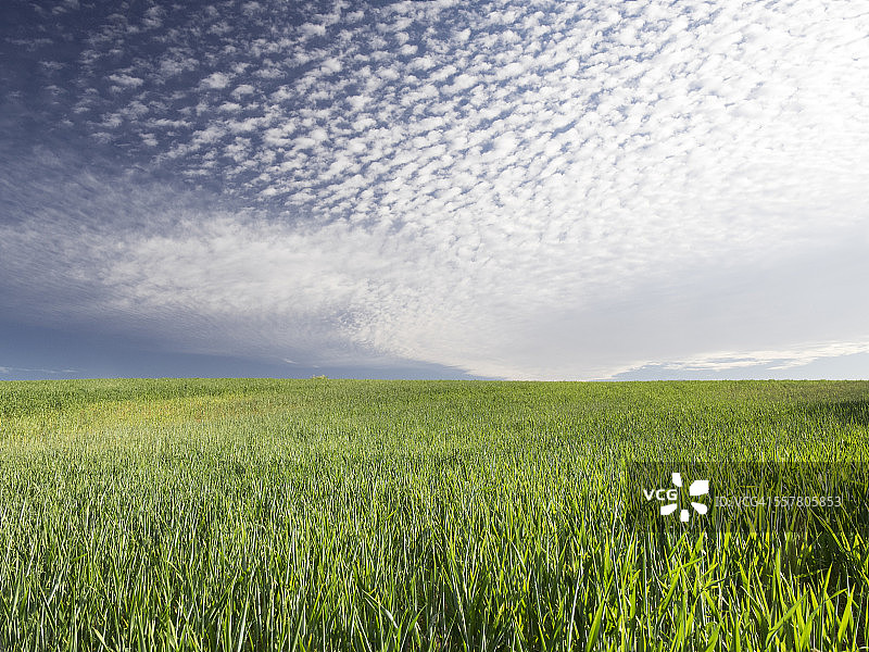 春季麦田图片素材
