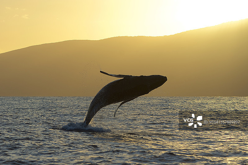 日落幼鲸跃出图片素材