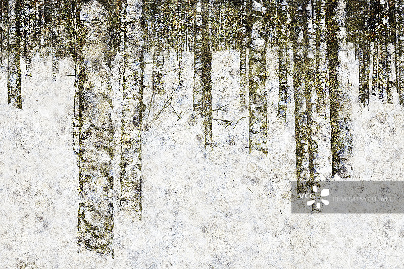 掩埋在冬季积雪中的桦树图片素材