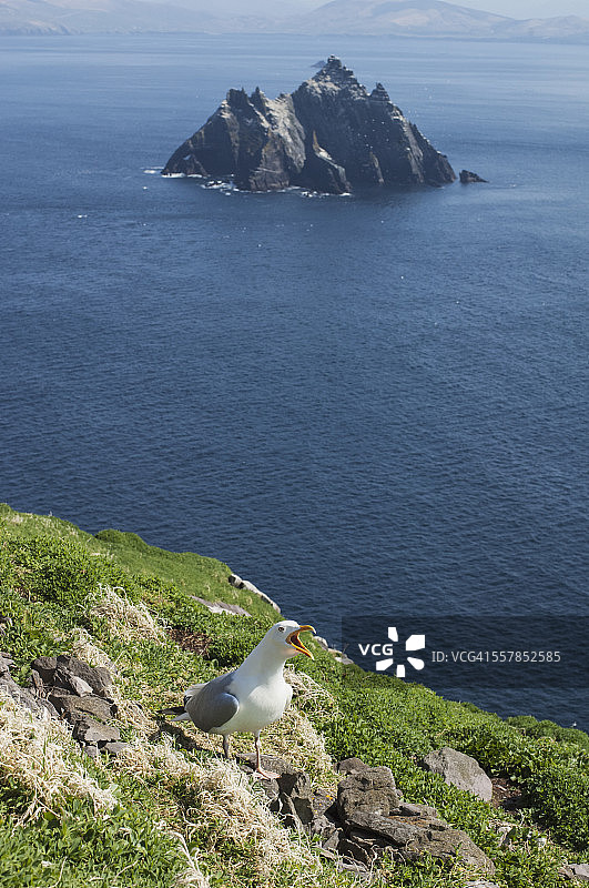 北方塘鹅在草地上鸣叫图片素材