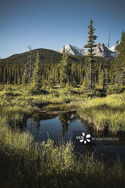 落基山脉小沼泽溪流的傍晚光线图片素材