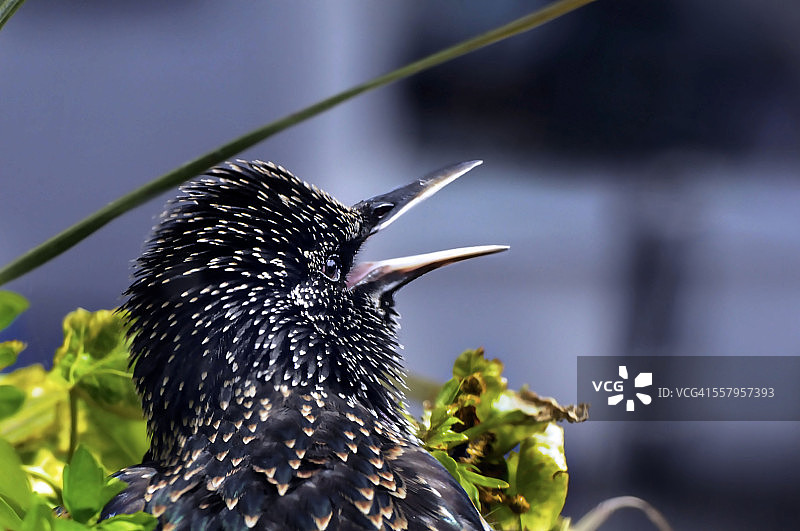 康沃尔鸣禽图片素材