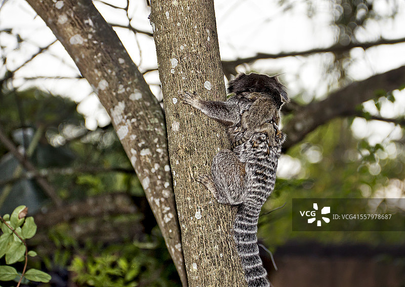 妈妈和背上的宝宝与巴西狨猴图片素材