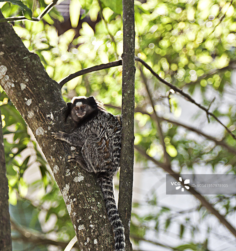 凝视前方的巴西狨猴图片素材