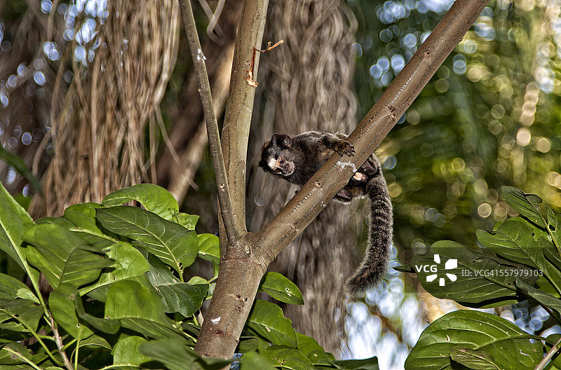 向下看的巴西狨猴幼崽图片素材