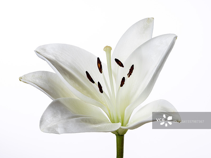 白色百合图片素材