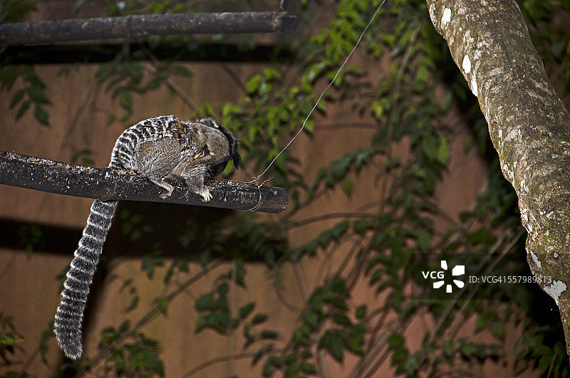 在秋千上的巴西家庭狨猴图片素材