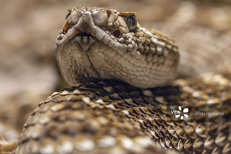 响尾蛇特写图片素材