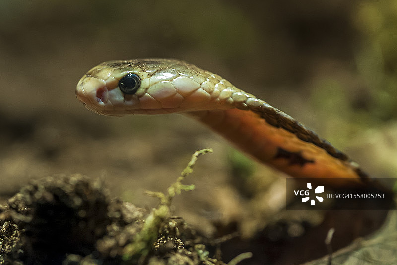 眼镜蛇图片素材