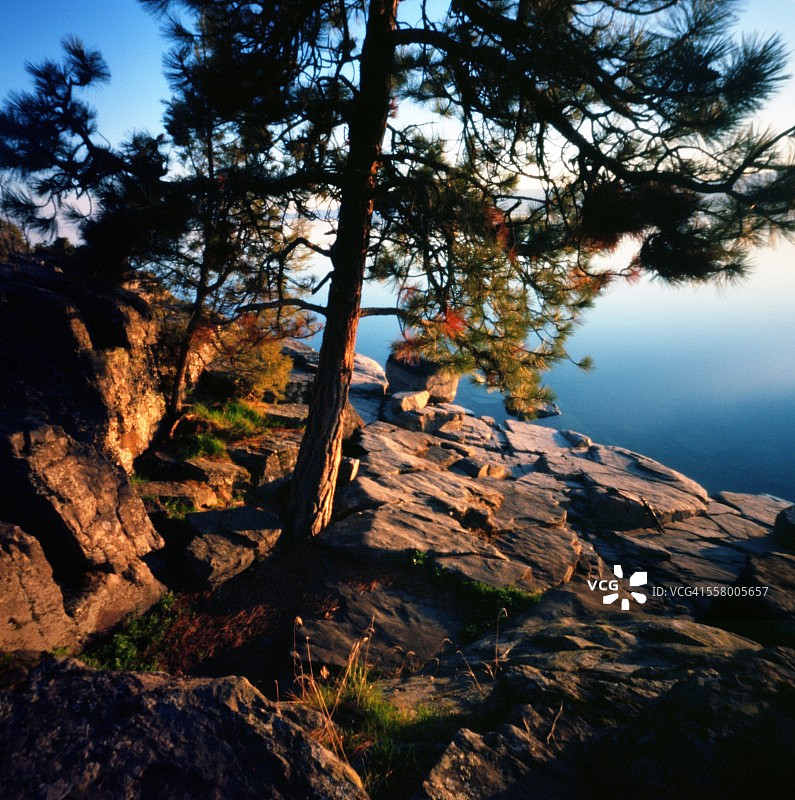 平头湖岸边的松树图片素材