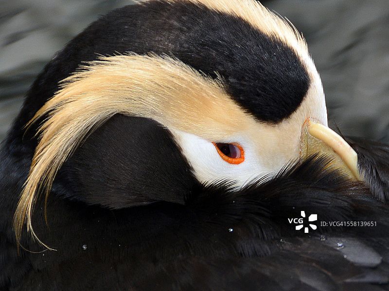 簇绒海鹦的头部特写图片素材
