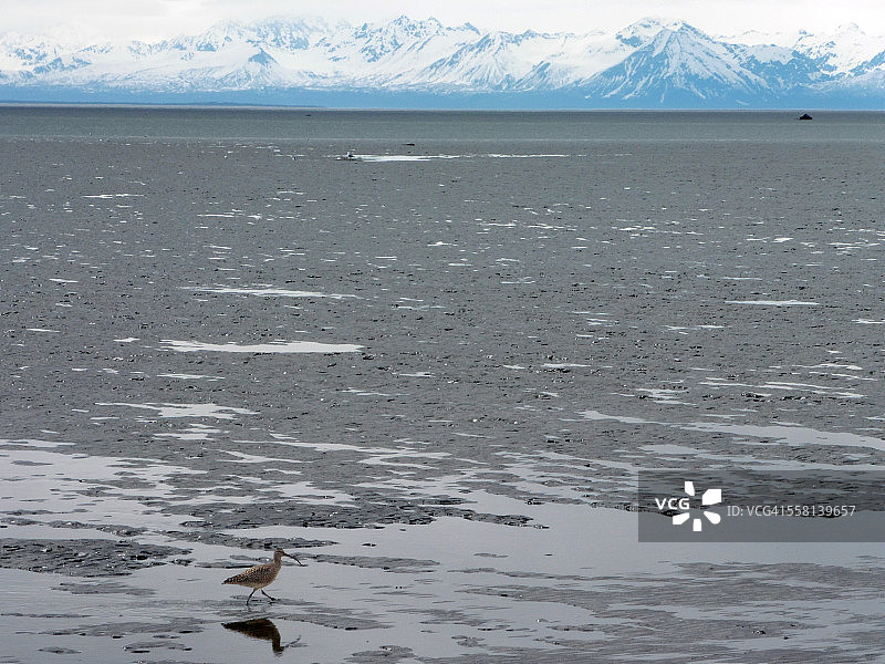在泥滩中行走的刚毛腿鹬图片素材